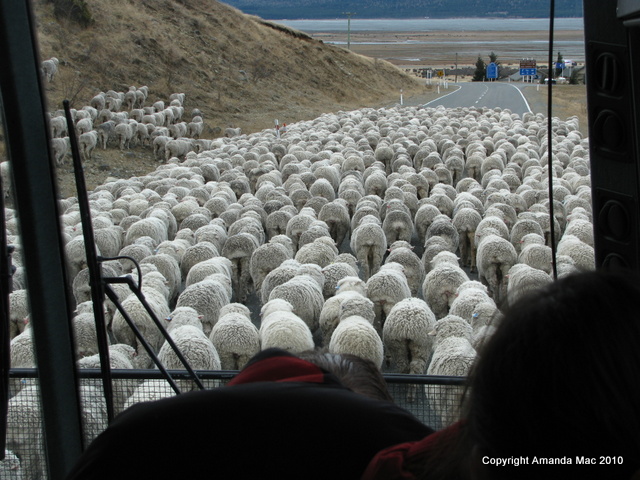 Sheep Merino wool Mt Cook