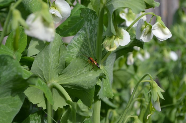 Snow pea insect