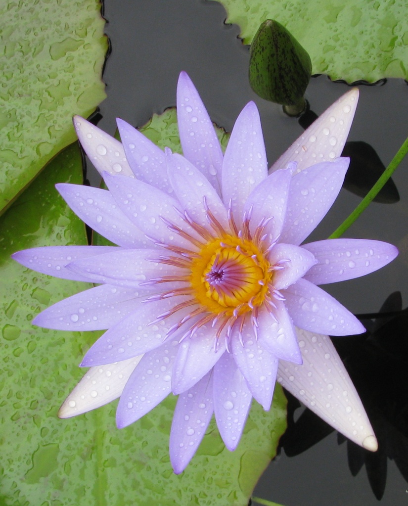 Ethereal Water Lilly