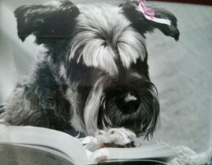 schnauzer dog reading