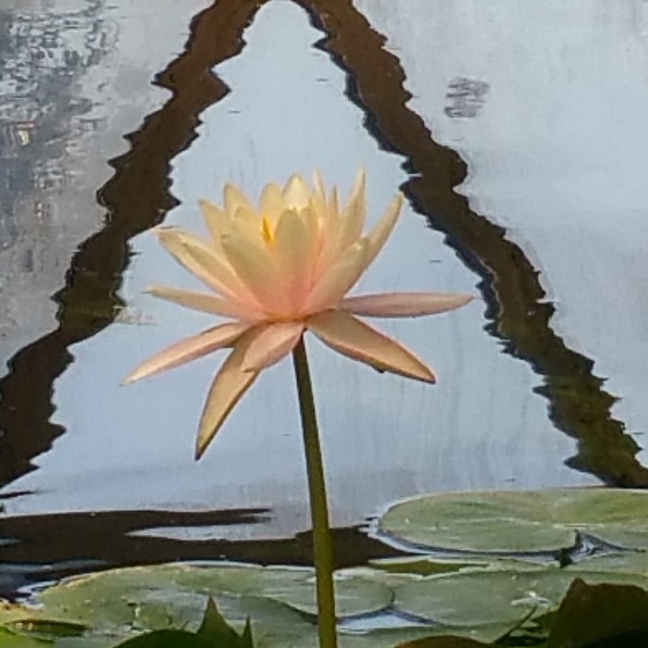 waterlilly - Copy