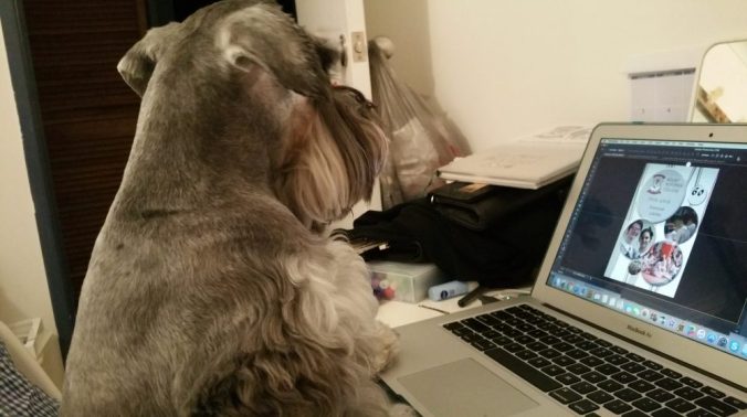 dog on computer