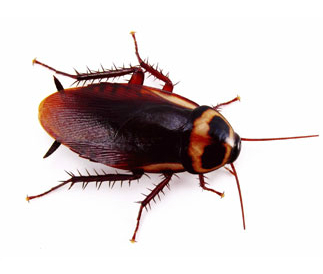 main_australia-cockroach