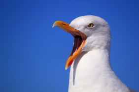 seagull-sky-holiday-bird-56618.jpeg