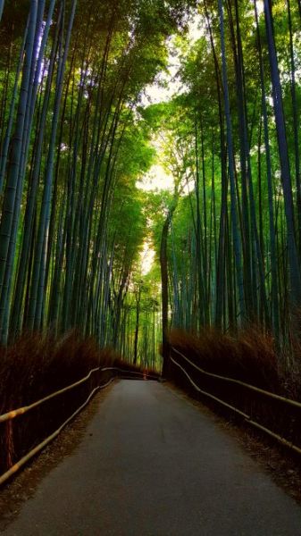 Bamboo grove arashiyama