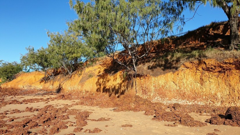 beach erosion tree root exposed