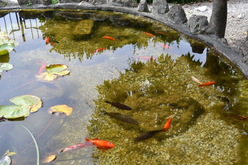 Gold Fish in a pond